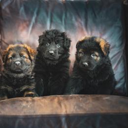 German Shepherd Puppies from Howixx German Shepherds