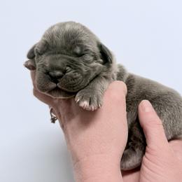Blue female - Gray female Cane Corso puppy in Florence, Texas from Wilco Cane Corso