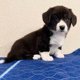 Noel - Black and white female American Corgi puppy in Temple, Texas from Silver Moon Cardigan Corgis