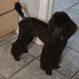 Baxter - Brown male Poodle puppy in Coarsegold, California from Love Chocolate Poodles