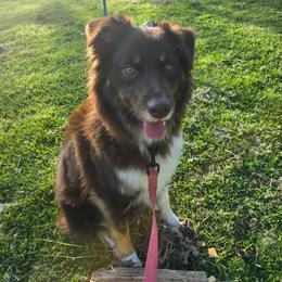 Busy - Australian Shepherd