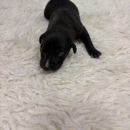 Cranberry - Black male Whippet puppy in Fort Myers, Florida from Rainbow Whippets