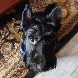 Saylor - Scottish Terrier