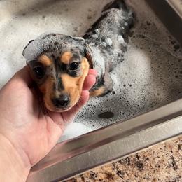 Dachshund Puppies from Edgewood Acres Miniature Longhair Dachshunds