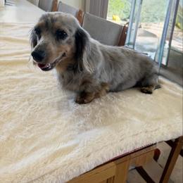 Bebe - Dachshund