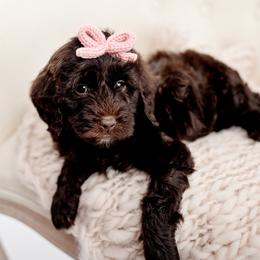 Anniston - Chocolate female Goldendoodle puppy in Athens, Alabama from Brewing Doodles