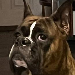 Lexi - Boxer