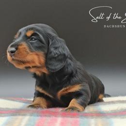 Mint Collar ON HOLD - Black and tan female Dachshund puppy in Zebulon, North Carolina from Salt of the Earth Dachshunds