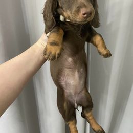 Dachshund Puppies from Dreaming of Dachshunds