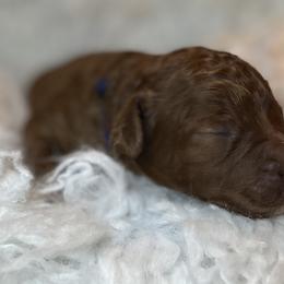Wasabi - Red  male Poodle puppy in Jensen Beach, Florida from Pineapple Poodles
