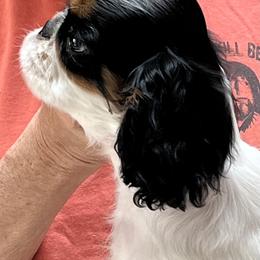 English Toy Spaniel Puppies from Raggededge Toy Australian Shepherds