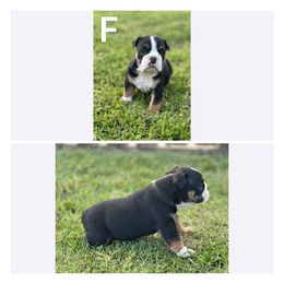 Bulldog Puppies from Alejandro's Bulldogs