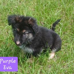 Eve Purple Collar - Black and red female German Shepherd puppy in Bedias, Texas from TiPi S Ranch's German Shepherds