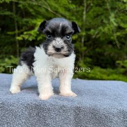 Boy 4 - Parti male Miniature Schnauzer puppy in Kentucky from Tyra's Mini Schnauzers