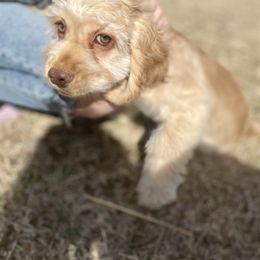 Cocker Spaniel, Pembroke Welsh Corgi, and Pug Puppies from Southern Cottage Pups