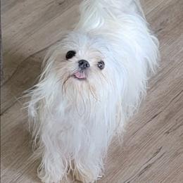 Lydia - Maltese