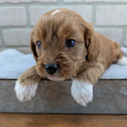 Cavapoo puppies from Gardner Lane Puppies