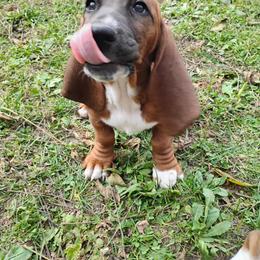 Candy - Brown and white female Basset Hound puppy in Imler, Pennsylvania from Happy Hounds