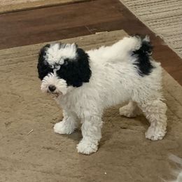 Pickles - Parti male Goldendoodle puppy in Haddam, Kansas from Golden B Acres