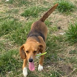 Birdie - Beagle
