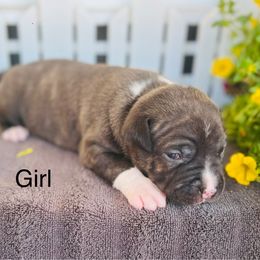 Girl 3 - Brown brindle female American Pit Bull Terrier puppy in Tenino, Washington from West Winds American Pit Bull Terriers