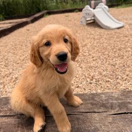 Girl 4 Pink - Dark golden female Golden Retriever puppy in Joshua, Texas from 3 Gun Retrievers