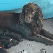 Boykin Spaniels from Cottonwood Kennel