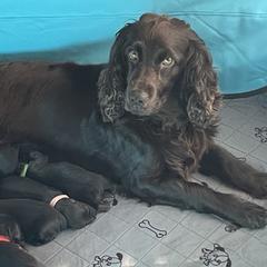 Boykin Spaniels from Cottonwood Kennel