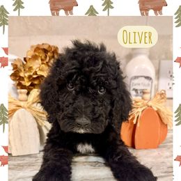 Oliver - Black male Goldendoodle puppy in Caddo Mills, Texas from Fire Wife Doodles