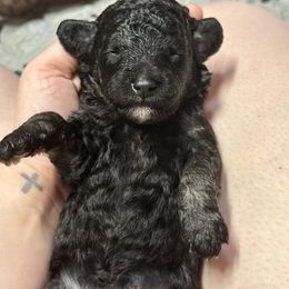 Labradoodle Puppies from Mud Puppies