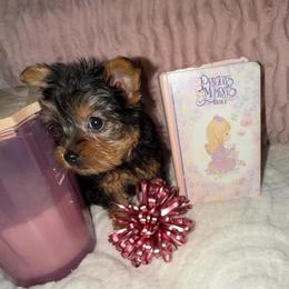 Girl 3 - Black and tan female Yorkshire Terrier puppy in Chino Hills, California from Chino Hills Yorkies