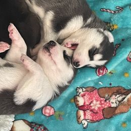 Siberian Husky Puppies from McDonald's Homegrown Huskies