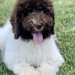 Sugar - Labradoodle puppy in Cleburne, Texas from Sugar Fig Kennel