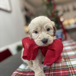 Nativity - Apricot male Goldendoodle puppy in Greenville, North Carolina from ENC Goldendoodles