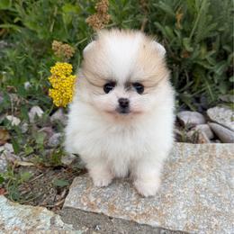Thunder x Daisy Parti Female - Orange parti female Pomeranian puppy in Pocatello, Idaho from Avalon Pomeranians