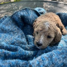 Cavapoo Puppies from Montana Cavapoo