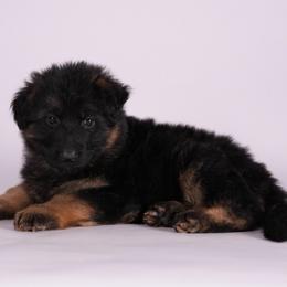 Purple Collar - Black and red female German Shepherd puppy in Plumas Lake, California from Zwinger Vom Greifjäger