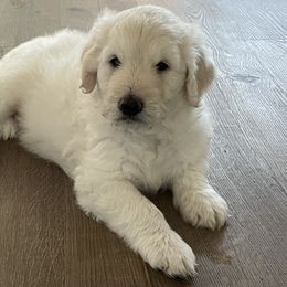 Goldendoodle Puppies from Bianca Bleu Goldendoodles