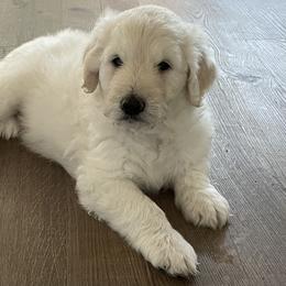 Goldendoodle Puppies from Bianca Bleu Goldendoodles