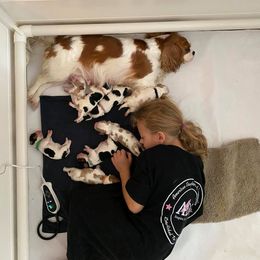 Cavalier King Charles Spaniel Puppies from CK Cavaliers