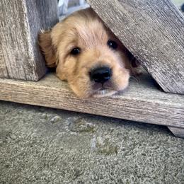 Walter - Golden male Golden Retriever puppy in Bountiful, Utah from Everest's Golden Legacy
