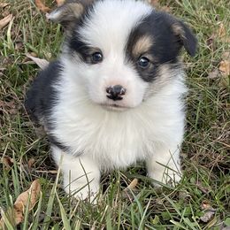 Wrangler - Black and tan male Pembroke Welsh Corgi puppy in Mount Carmel, Tennessee from Hidden View Farm