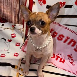 Willy 7342 - Sable spotted white male Chihuahua puppy in Palmyra, Indiana from Country Star Chihuahuas