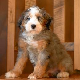 Joshua with blue eyes - Blue merle male Bernedoodle puppy in Dundee, Ohio from Down Home Doodle