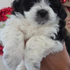 Ink - Black and white male Shichon puppy in Carmel, Indiana from S&S Pups