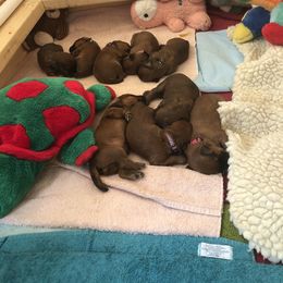 Soft Coated Wheaten Terrier Puppies from Exeter Soft Coated Wheaten Terriers