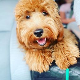 Sophia - Goldendoodle