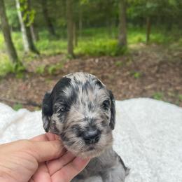 Rain - Merle female Goldendoodle puppy in New Ringgold, Pennsylvania from Hawk Mountain Doodles