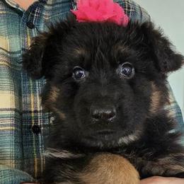 Patsy - Black and red German Shepherd puppy in Columbus, Indiana from Stony Lonesome GSD