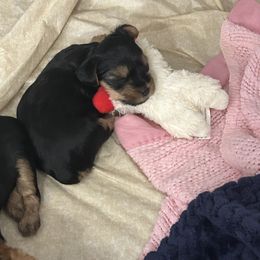 Yorkshire Terrier Puppies from Charla Meeks